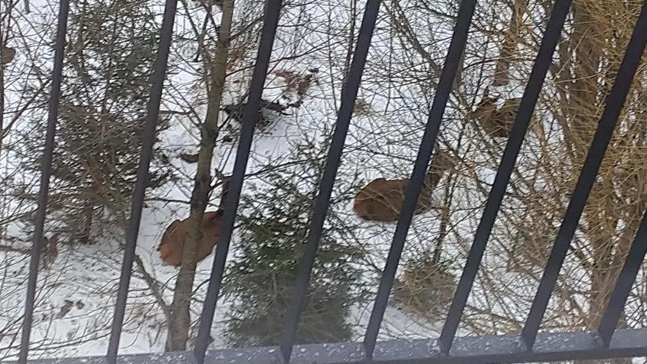 Apartman Ostry Vrsok V Starom Smokovci Appartement Vysoké Tatry Buitenkant foto